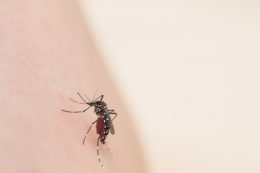 小さな蚊が運ぶ感染症─予防対策を万全に